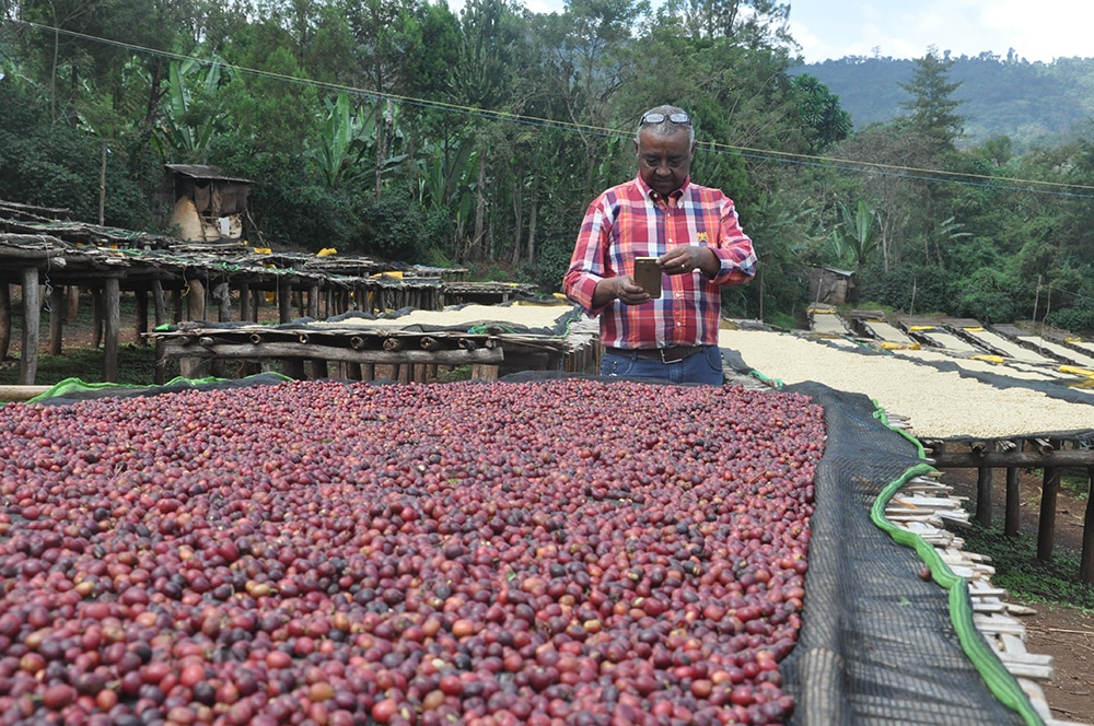 Revocup Coffee Roasters CEO in Ethiopia observing Dry bean processing techniques
