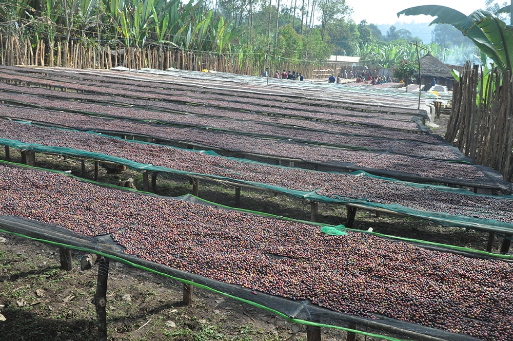 Revocup Coffee visiting Ethiopian Coffee Farm Above Ground Dry Beds